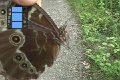 Scene 58_Holding Morpho